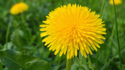 Ταραξάκο Φύλλο (Taraxacum officinale) 50γρ αποξηραμένο βότανο DonCapone