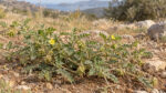 Τριβόλι Tribulus terrestris – φυτικό προϊόν